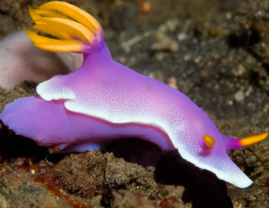 sea slugs art